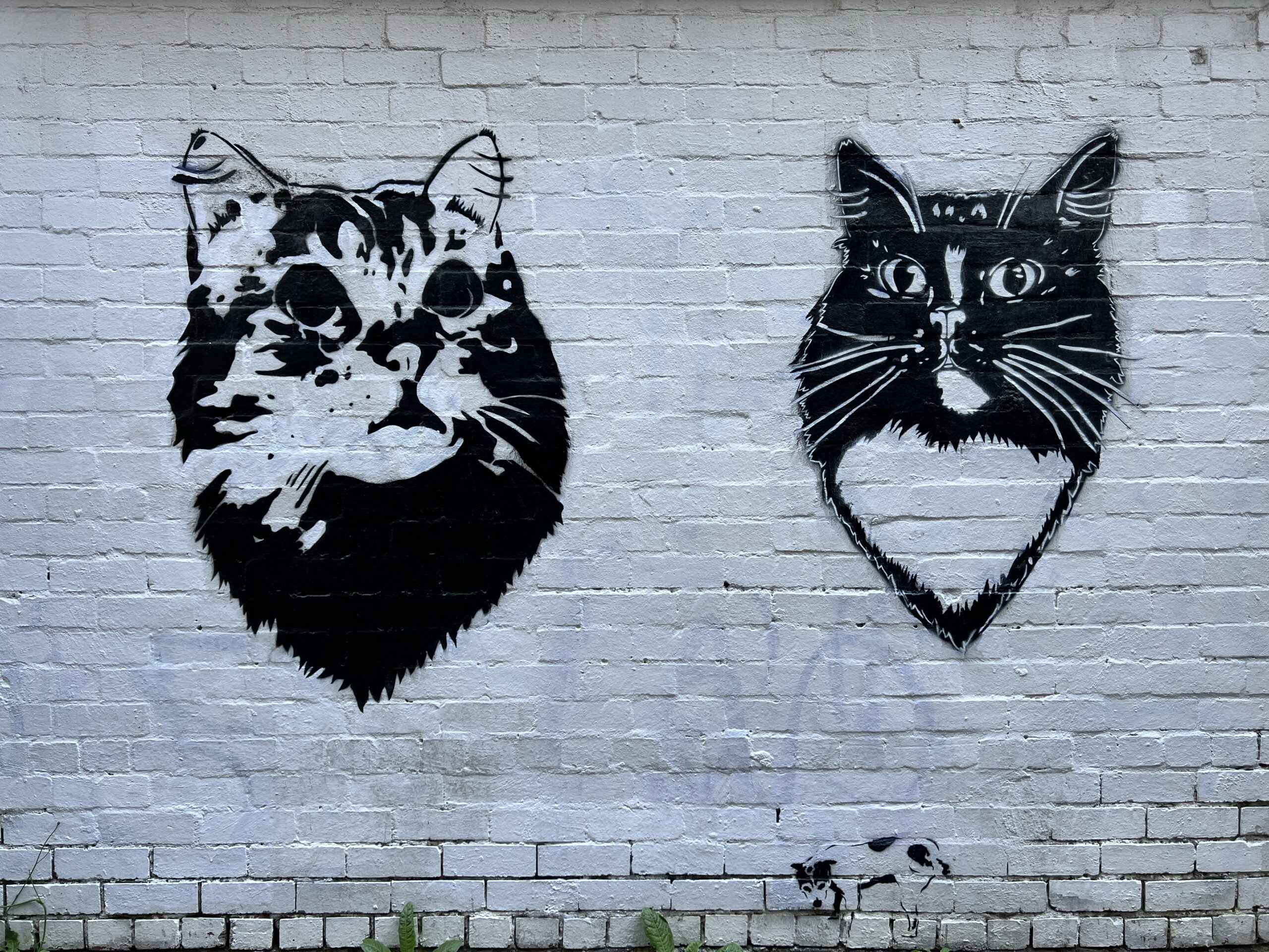 Melbourne cats