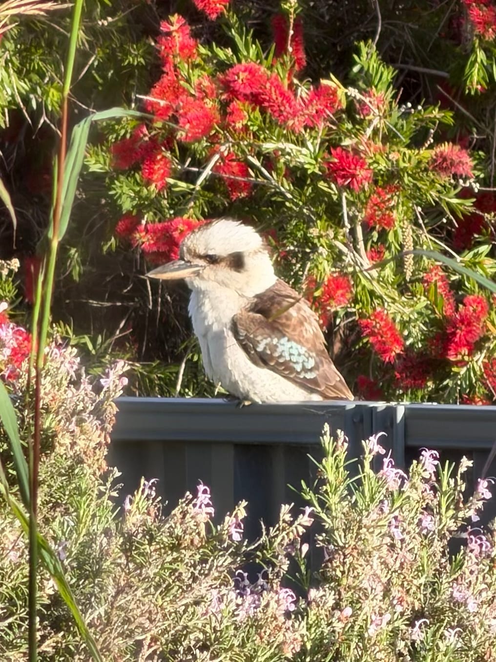 Kookaburra